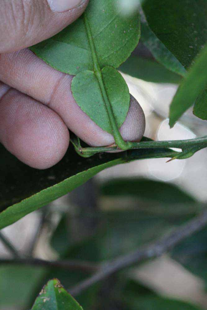              Petiole (Riverside, CA)       